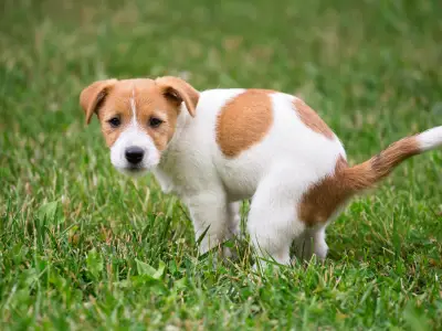 The Ultimate Guide to Toilet-Training a Puppy