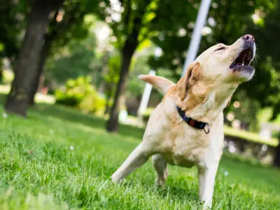 How to Train Your Dog to Stop Barking at Other Dogs