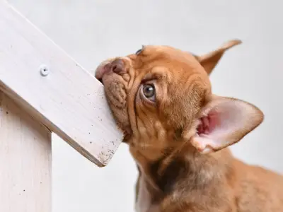 How to Stop Your Puppy From Chewing Things
