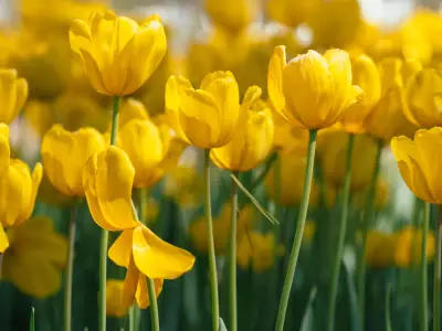 Types of Yellow Flowers and Their Names (With Pictures)