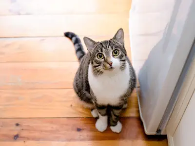 10 Reasons Why Your Cat Follows You Everywhere