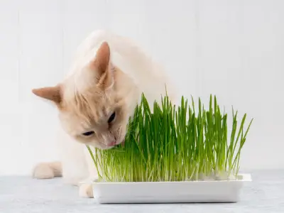 Why Does My Cat Eat Grass?