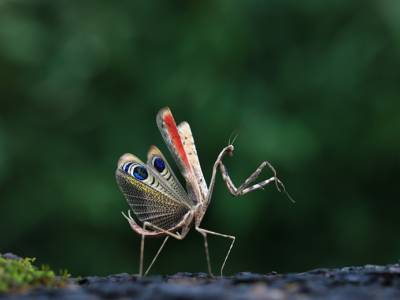 The Secret Life of Insects and Their Many Defence Mechanisms