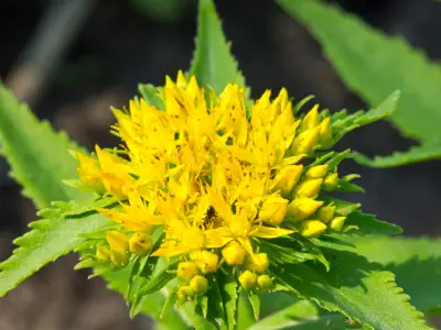 Rhodiola Root: Uses, Benefits, and Side Effects