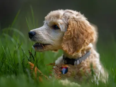 Why Do Dogs Eat Grass? Causes and Prevention Tips