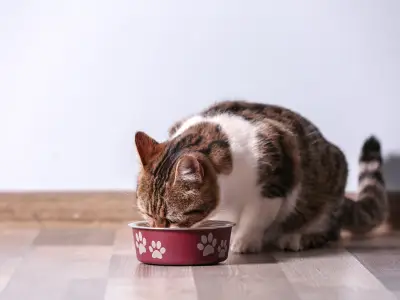 Why is My Cat a Picky Eater? 6 Common Reasons
