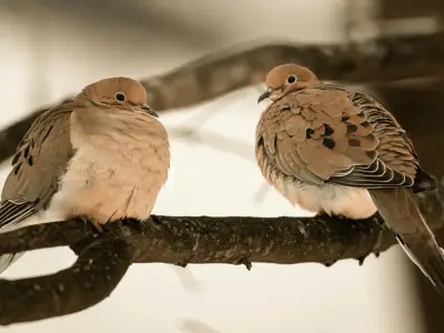 Mourning Dove Symbolism: What is The Spiritual Meaning of Mourning Doves?