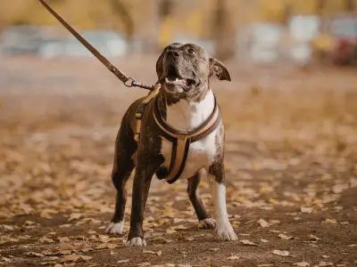 Which Dog Breeds Need Walking the Most?