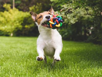 4 Ways Dogs Can Help Remind Us to Be Mindful