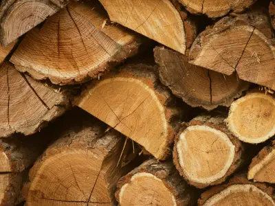 Wood Element Personality Type: Traits & Challenges