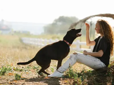 How to Train a Dog to Sit