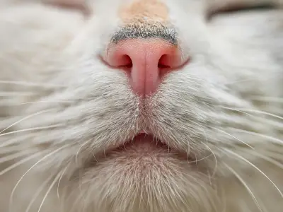 What is Whisker Fatigue in Cats?