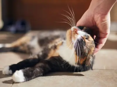 8 Common Signs of Grieving in Cats