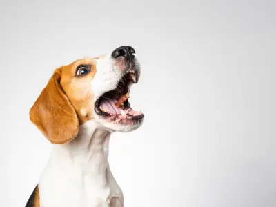 How to Train a Dog to Speak