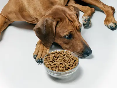 Why is My Dog a Picky Eater? 7 Common Reasons