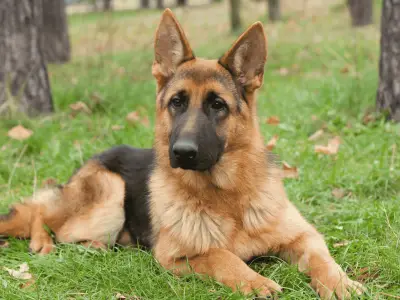 Which Dog Breeds Are Best for Security?