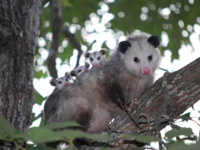 Possum Symbolism: What is the Spiritual Meaning of a Possum?