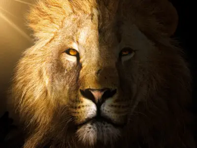 What Does it Mean When You Dream About a Lion?
