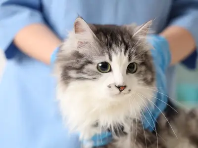 How to Keep a Cat Calm at The Vet