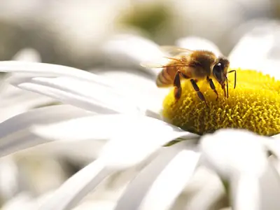 Facts About Bees in the UK - Everything You Want to Know