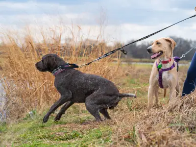 How to Stop a Dog from Pulling on Their Lead