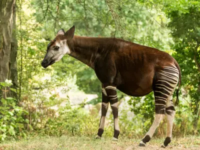 The Okapi: From Myth to Reality