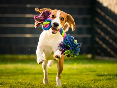 11 Enrichment Activities for Dogs
