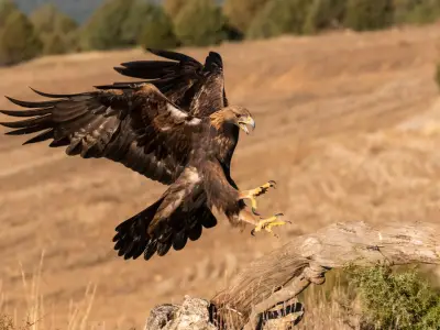 Identifying Birds of Prey in the UK