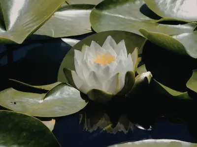 Lotus Symbolism: What is the Spiritual Meaning of Lotus Flowers?