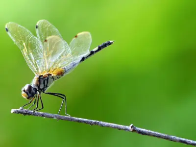 Dragonfly Symbolism: What is the Spiritual Meaning of Dragonflies?