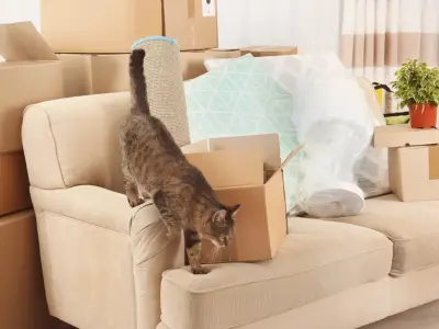 How to Settle a Cat into a New Home: 5 Practical Tips
