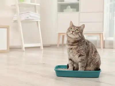 How to Litter Train a Cat