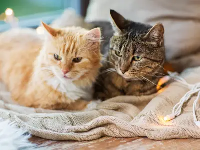 How to Stop Cats From Fighting