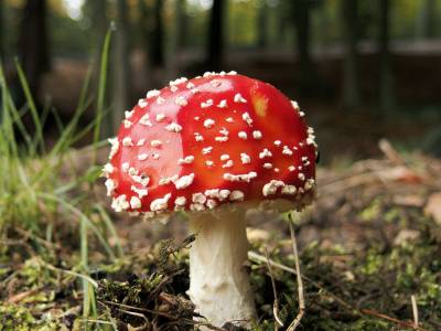 Discovering the World of Fungi