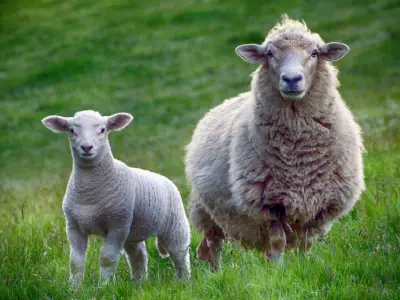 Sheep Symbolism: What is the Spiritual Meaning of a Sheep?
