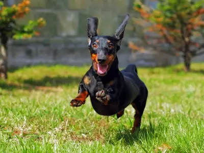 A Guide to Successful Recall Training in Dogs
