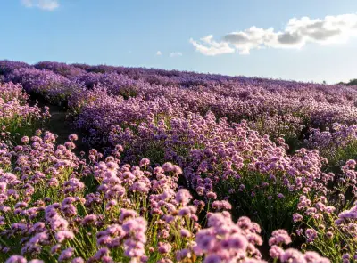 Types of Purple Flowers and Their Names