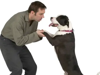 How to Stop a Dog Jumping Up at People