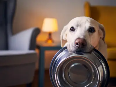 How to Stop a Dog From Begging For Food