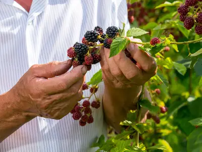 Foraging in Summer: Best Things to Forage in the UK