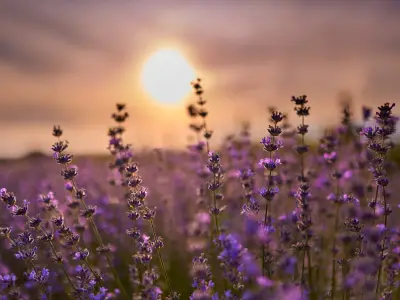 Lavender Essential Oil: Uses, Benefits, and Side Effects
