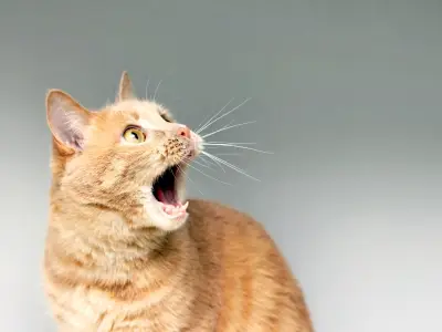 9 Reasons Why Your Cat Meows at Night