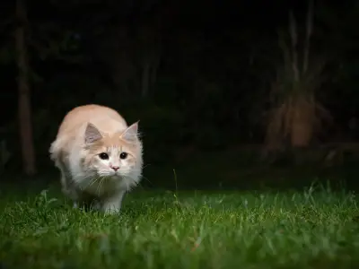 Why do Cats Bring You Dead Animals as Gifts?