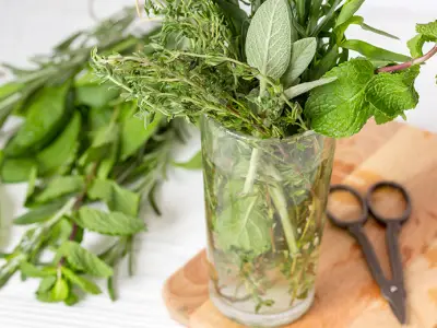 Indoor Herb Garden: 10 Herbs You Can Grow in Water
