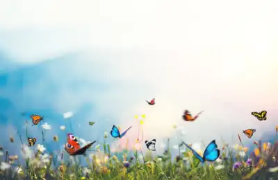 The Symbolism of Different-Coloured Butterflies