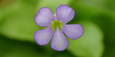 Butterwort plant in natural environment, carnivorous plants