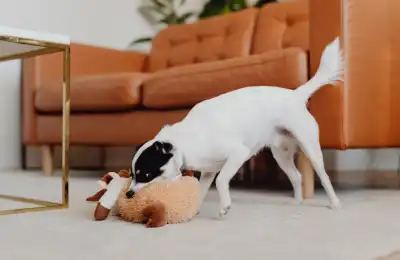 Image of a dog playing with a toy.