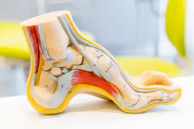 Anatomy of the foot