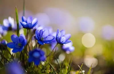 blue anemones
