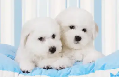 Bichon Frise